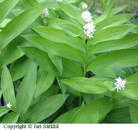 Smilacina stellata